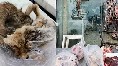 هەولێر؛ گۆشتفرۆشێک بەهۆی سەربڕین و فرۆشتنی گۆشتی «ڕێوی» داخرا