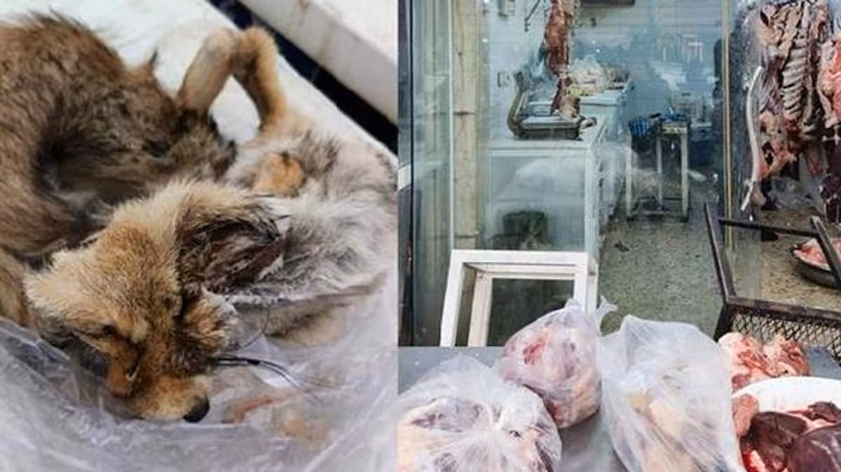 هەولێر؛ گۆشتفرۆشێک بەهۆی سەربڕین و فرۆشتنی گۆشتی «ڕێوی» داخرا